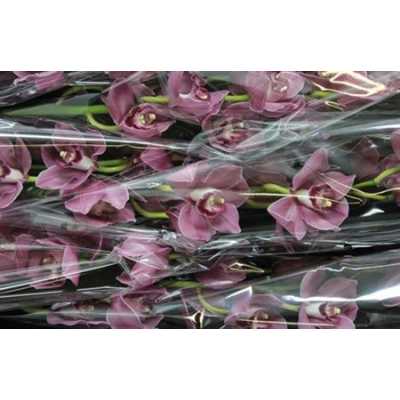 Cymb Gr Ov Dark Pink X6
