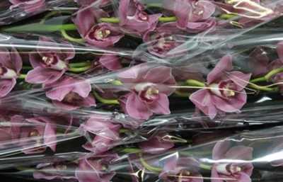 Cymb Gr Ov Dark Pink X9