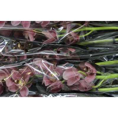 Cymb Gr Ov Pink X9