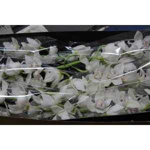 Cymb Gr Ov White X9