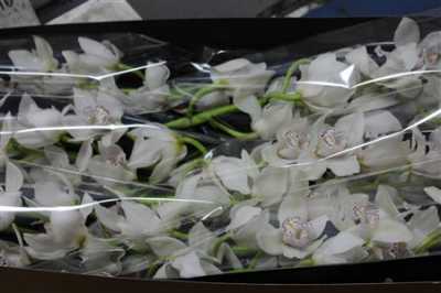 Cymb Gr Ov White X9