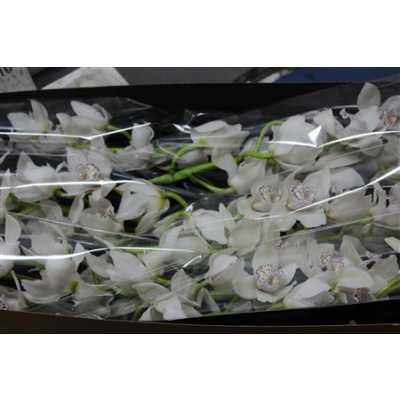 Cymb Gr Ov White X9