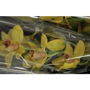 Cymb Gr Ov Yellow X9