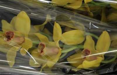 Cymb Gr Ov Yellow X9