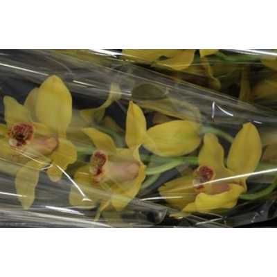 Cymb Gr Ov Yellow X9