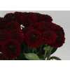 Dahlia Black Fox