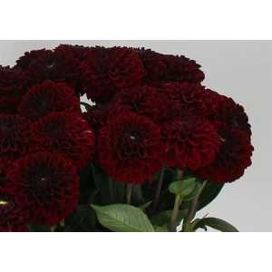 Dahlia Black Fox
