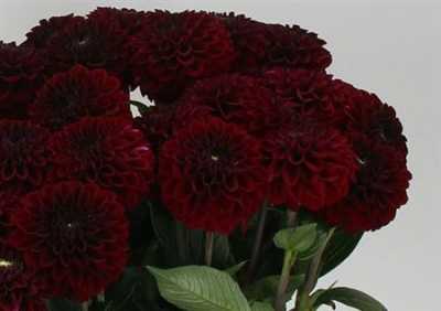 Dahlia Black Fox