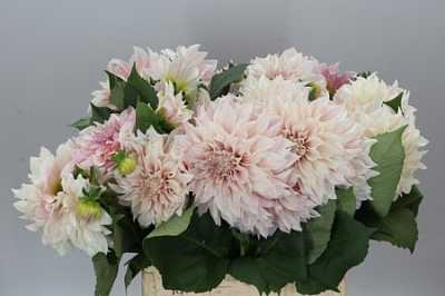 Dahlia Cafe Au Lait