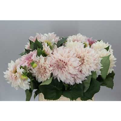 Dahlia Cafe Au Lait