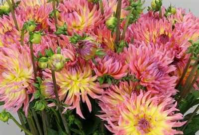 Dahlia Karma Sangria