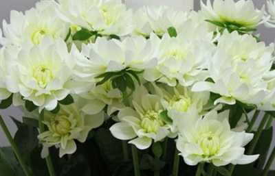 Dahlia Maarten Zwaan