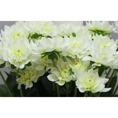 Dahlia Maarten Zwaan