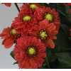 Dahlia Orange Fox
