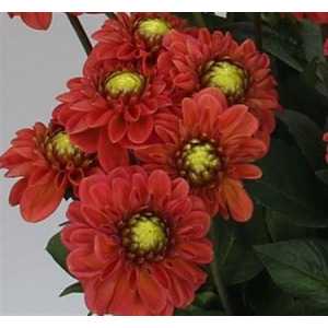 Dahlia Orange Fox