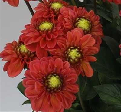 Dahlia Orange Fox