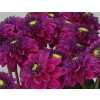 Dahlia Purple Fox