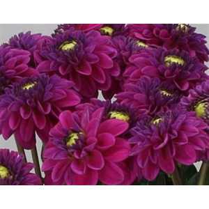 Dahlia Purple Fox