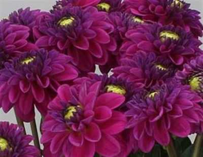 Dahlia Purple Fox