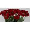 Dahlia Red Fox