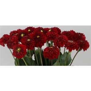 Dahlia Red Fox