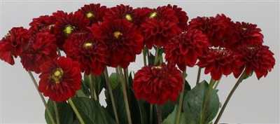 Dahlia Red Fox