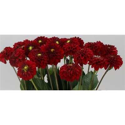 Dahlia Red Fox