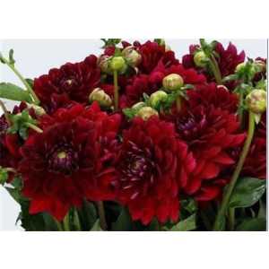 Dahlia Red Runner