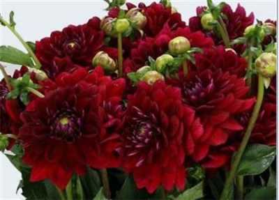 Dahlia Red Runner