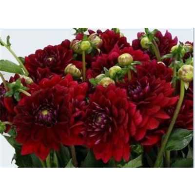 Dahlia Red Runner
