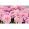 Dahlia Wizard Of Oz