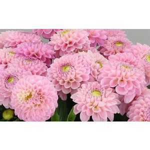 Dahlia Wizard Of Oz