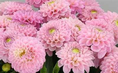 Dahlia Wizard Of Oz