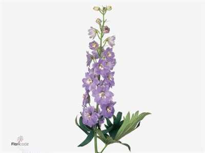 Delph El Fountain Lavender