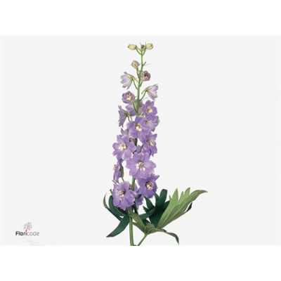 Delph El Fountain Lavender