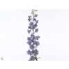 Delph El Guardian Lavender