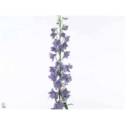 Delph El Guardian Lavender