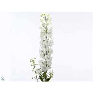 Delph El Guardian White