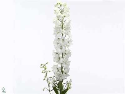 Delph El Guardian White