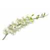 Dendrobium Big White