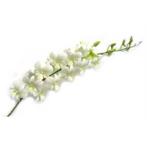 Dendrobium Big White