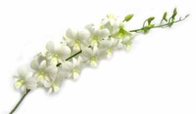 Dendrobium Big White