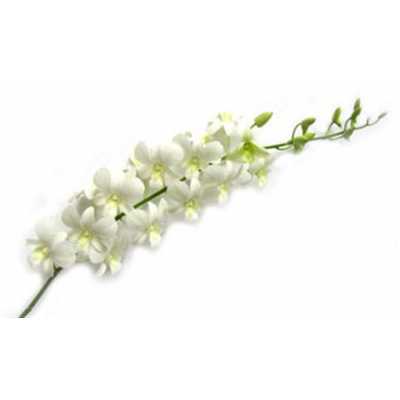 Dendrobium Big White