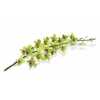 Dendrobium Burana Green X10