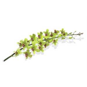 Dendrobium Burana Green X10