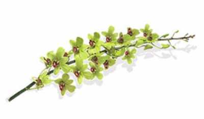Dendrobium Burana Green X10
