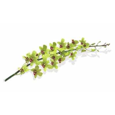 Dendrobium Burana Green X10