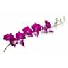 Dendrobium Lady Sabine X10