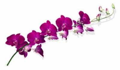 Dendrobium Lady Sabine X10