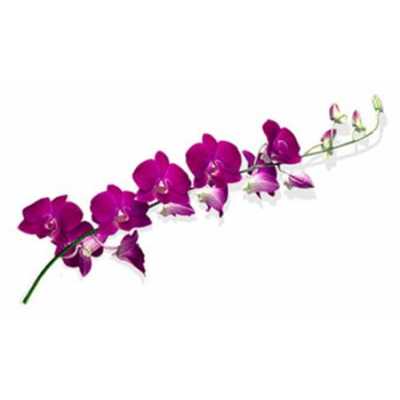 Dendrobium Lady Sabine X10